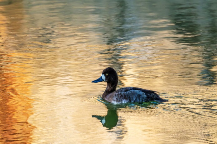 Hedden. Lesser Scaup