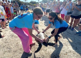‘COLD-STUNNED’ SEA TURTLE RELEASED TO SEA AT ISLAMORADA’S FOUNDERS PARK