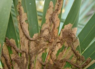 ARE YOUR PALM FRONDS DRY AND BROWN? BLAME THE PALM LEAF SKELETONIZER