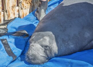 MANATEES RESCUED IN THE KEYS & REHABBED IN MARATHON GET A SECOND-CHANCE SWIM