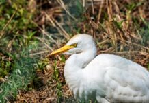 WILD THINGS: A CATTLE EGRET IN THE LAND OF NO CATTLE