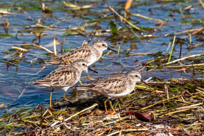 Hedden. Least Sandpiper Sargussum