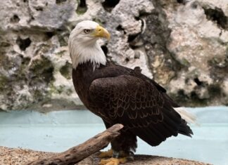 RITA THE EAGLE CELEBRATES ‘BANDIVERSARY’ AT THE MARATHON WILD BIRD CENTER