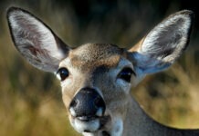 WILDLIFE AGENCIES SEEK PUBLIC INPUT FOR KEY DEER SURVEY