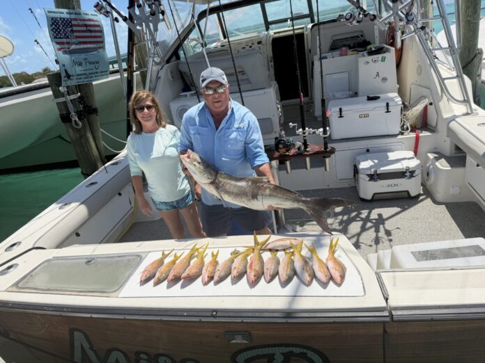 Cobia with yellowtail snappers