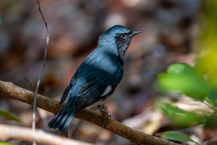 Hedden. Black-throated Blue