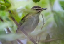 WILD THINGS: CHEESE TOAST, CON LECHE & TRYING TO FIGURE IT OUT