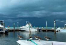 WILD THINGS: STORMS & STONES, TURNED & UNTURNED