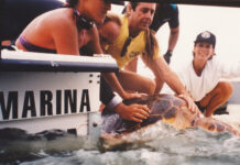 TURTLE HOSPITAL CELEBRATES 40 YEARS OF A LASTING MARINE LEGACY
