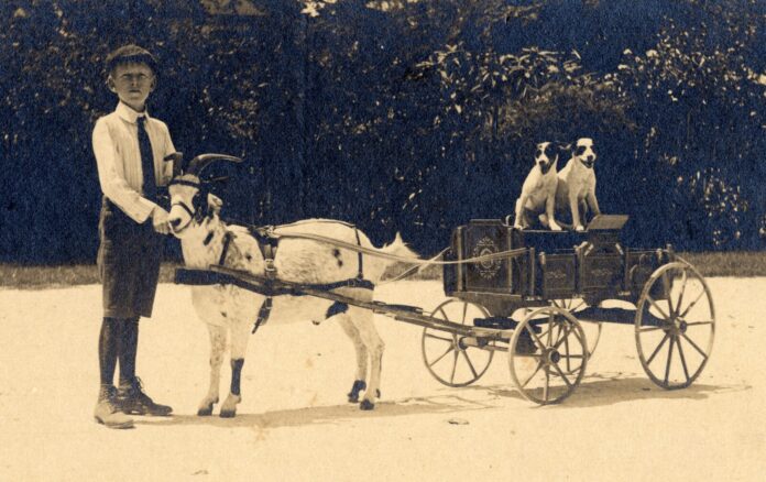Goat cart in Key West. The DeWolfe and Wood Collection.