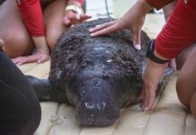 SECOND-TIME SAVE: CREWS RESCUE EMACIATED MANATEE CALF… AGAIN