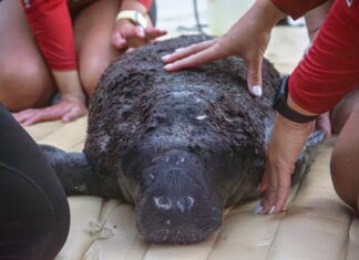 SECOND-TIME SAVE: CREWS RESCUE EMACIATED MANATEE CALF… AGAIN