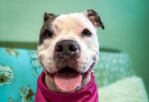 TAKE ME HOME: ADORABLE FACES ARE WAITING AT THE FKSPCA