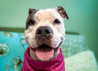 TAKE ME HOME: ADORABLE FACES ARE WAITING AT THE FKSPCA