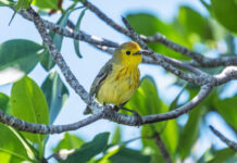 WILD THINGS: A NEW SPECIES FOR THE FLORIDA KEYS