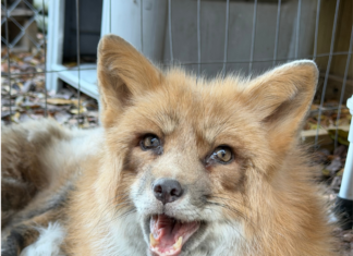 OCEAN REEF COMMUNITY FOUNDATION SUPPORTS PAWSITIVE BEGINNINGS