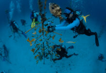 Hundreds help restore Florida’s Reef Tract during Coralpalooza
