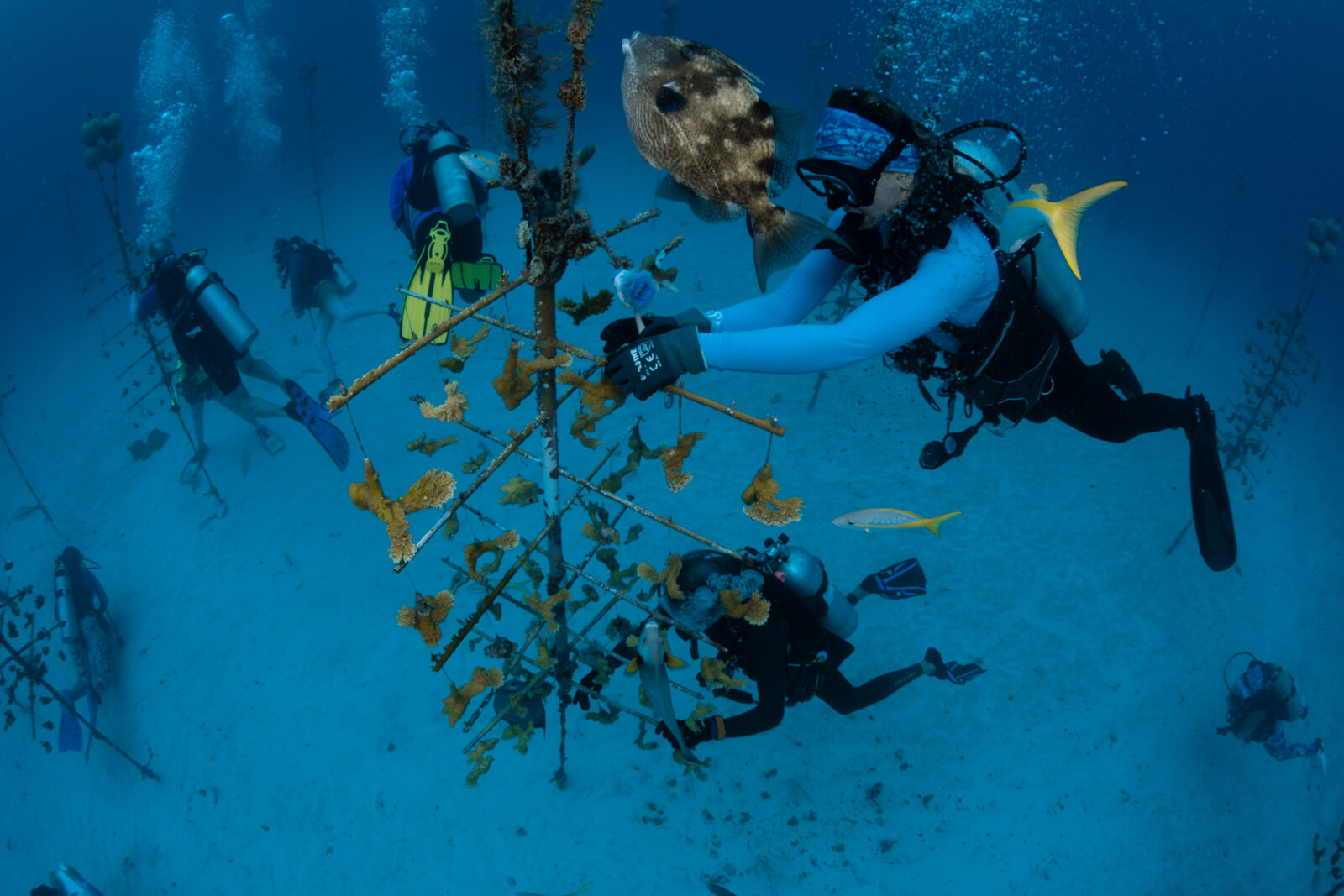 Hundreds help restore Florida’s Reef Tract during Coralpalooza