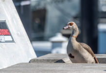 WILD THINGS: WALK LIKE AN EGYPTIAN (GOOSE)