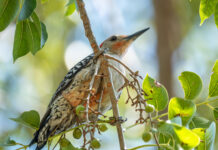 WILD THINGS: HARD HEADS & RED BELLIES