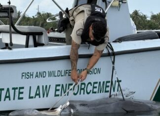 RARE BEAKED WHALE WASHES ASHORE IN GRASSY KEY