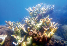 Sanctuary Advisory Council preps for coral bleaching backups, welcomes superintendent
