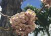 It’s showtime for these native trees in the Florida Keys