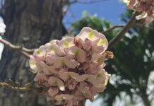 It’s showtime for these native trees in the Florida Keys