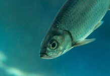 WORM WONDERS: A TINY REEF CREATURE LURES THE KEYS’ TARPON