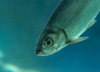 WORM WONDERS: A TINY REEF CREATURE LURES THE KEYS’ TARPON