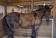 KEY WEST MOURNS LOSS OF MILA, THE POLICE HORSE