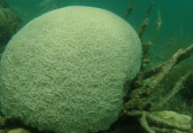 El Niño conditions elevate coral bleaching risks on Florida’s reef